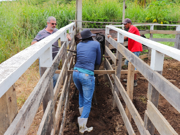 Febre Aftosa: Crato vacinará cerca de 26 mil bovinos e bubalinos