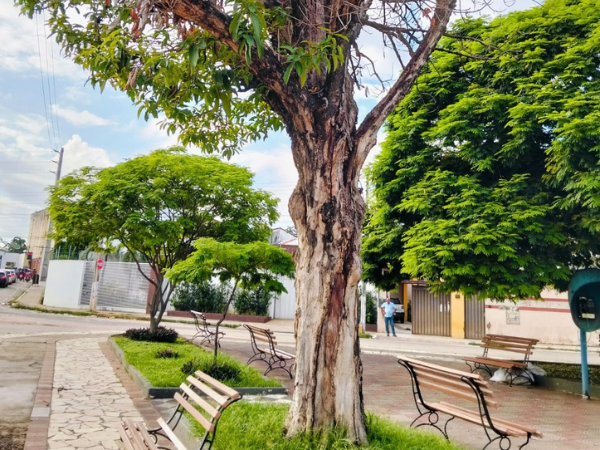 Crato realiza retirada preventiva de árvores mortas que apresentam risco à popu [...]